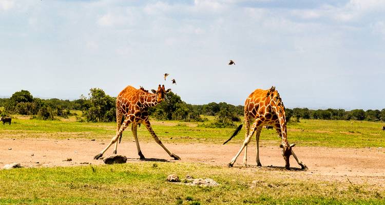 Circuito safari norte de 7 días y 6 noches - Muraa African Safaris 2