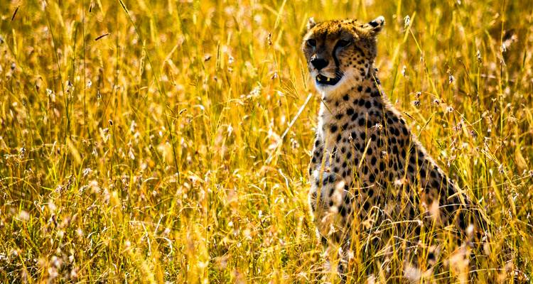 Circuito safari norte de 7 días y 6 noches - Muraa African Safaris 3