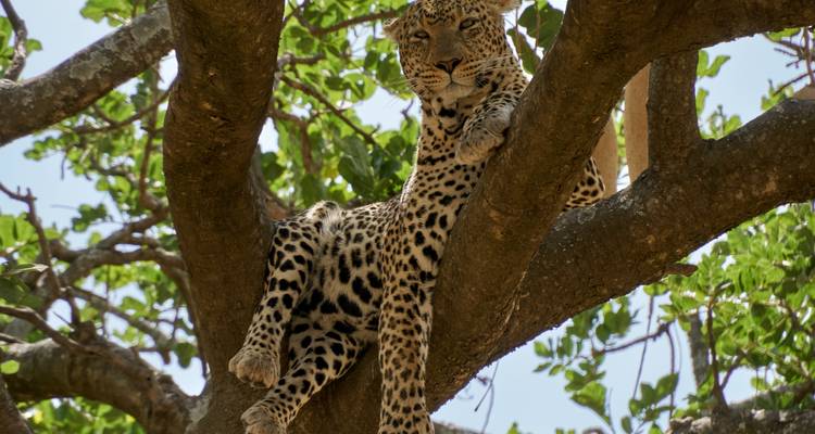 Circuito safari norte de 7 días y 6 noches - Muraa African Safaris 6