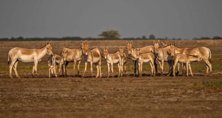 Group of wild Asiatic wildasses in a dry landscape.