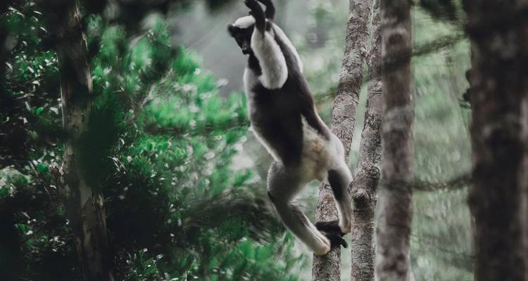 Descubrimiento del sur de Madagascar 9 días /8 noches - Across Africa Tours & Travel 9