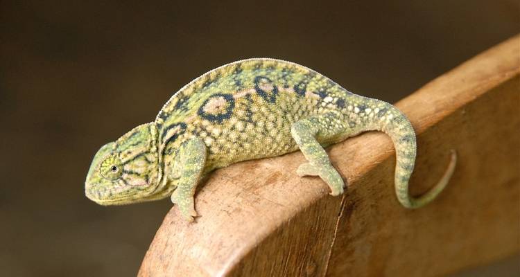 Madagascar Signature 22Days /21Nights ( Comfort) - Across Africa Tours & Travel 3