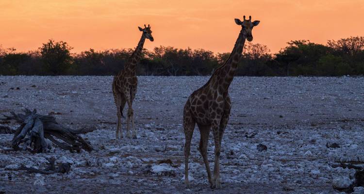 6 jours en Tanzanie - Moyenne gamme - Muraa African Safaris 4