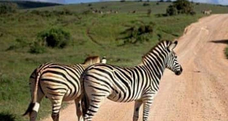 6 jours en Tanzanie - Moyenne gamme - Muraa African Safaris 3