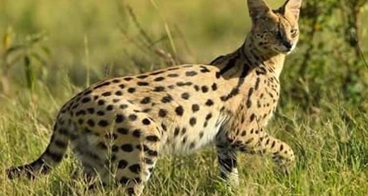 6 jours en Tanzanie - Moyenne gamme - Muraa African Safaris 10