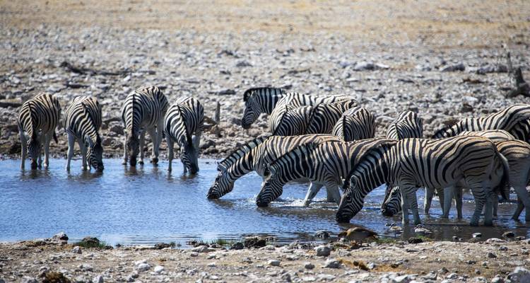 6 jours en Tanzanie - Moyenne gamme - Muraa African Safaris 8