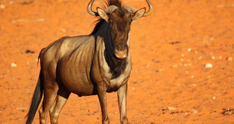 4 días Toque de naturaleza - gama media - Muraa African Safaris 1