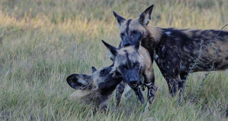 4 días Toque de naturaleza - gama media - Muraa African Safaris 6