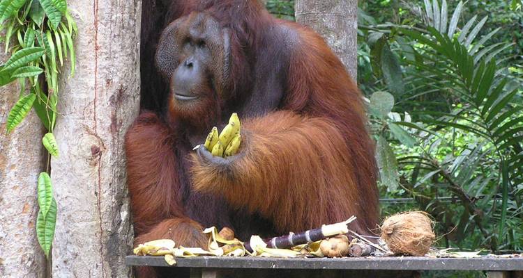 Sarawak sauvage (de Kuching à Kota Kinabalu) (14 destinations) - Intrepid Travel 7