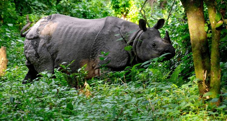 Excursionismo en campamento base del Annapurna con el Parque Nacional de Chitwan - 14 días - Adventure Himalayan Travels 4