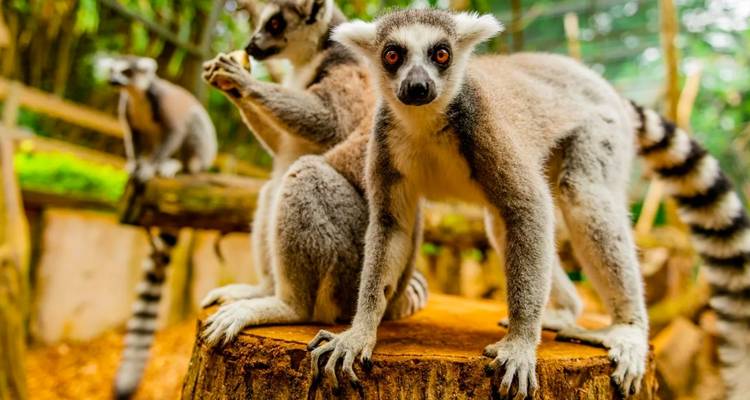 Expérience à l'île Maurice 10 jours- 9 nuits - Confort Plus - Across Africa Tours & Travel 4
