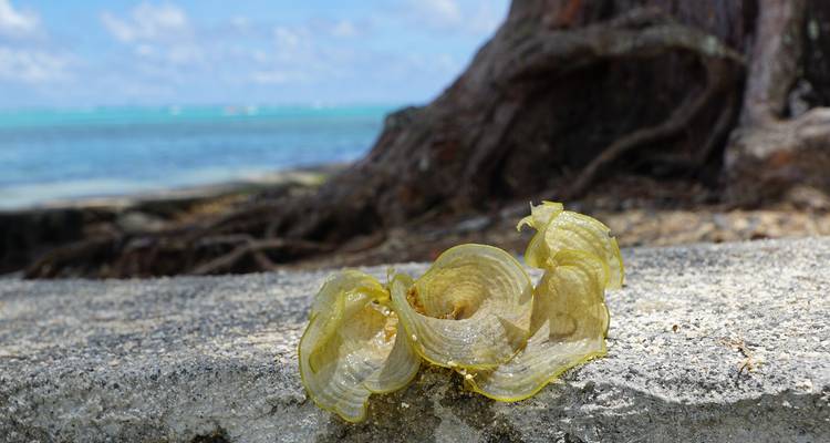 Expérience de l'île Maurice 5 jours / 4 nuits - Confort - Across Africa Tours & Travel 1