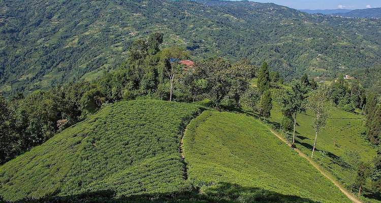 Green hills and valleys with dense foliage.