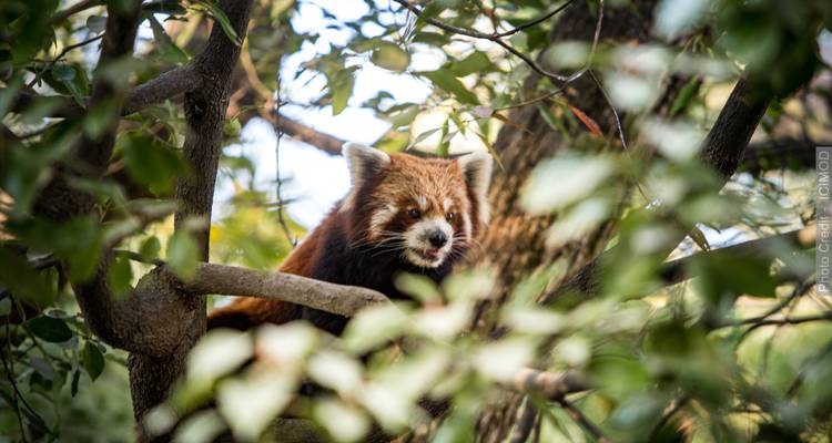 Red panda in a tree surrounded by leaves.