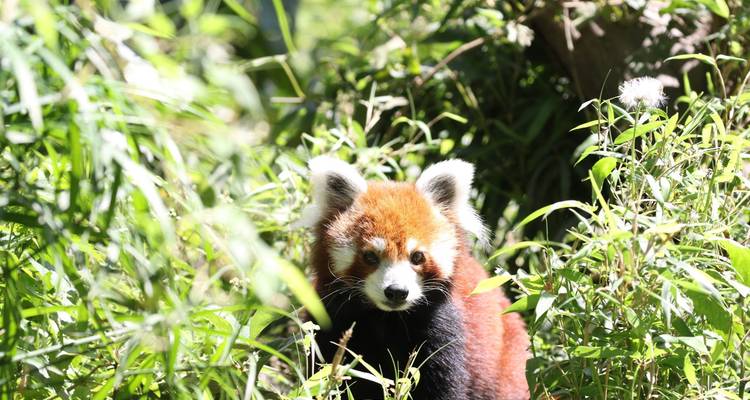 Red panda curiously peering through grass and bushes.