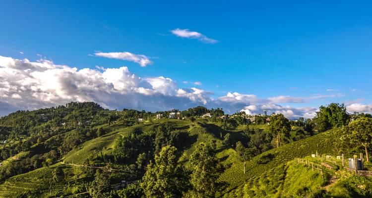 Tea-covered rolling hills under a blue sky.