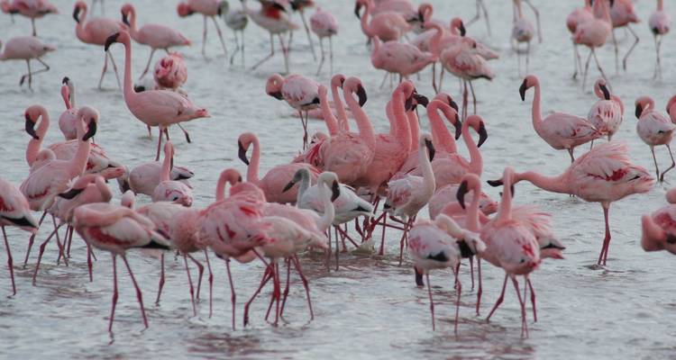3 Days Ngorongoro,Lake Manyara, Tarangire National Parks - Safari Serengeti Booking 9