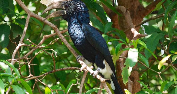 3 Days Ngorongoro,Lake Manyara, Tarangire National Parks - Safari Serengeti Booking 6