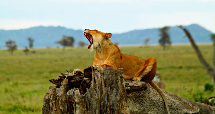 3 Days Ngorongoro,Lake Manyara, Tarangire National Parks - Safari Serengeti Booking 3