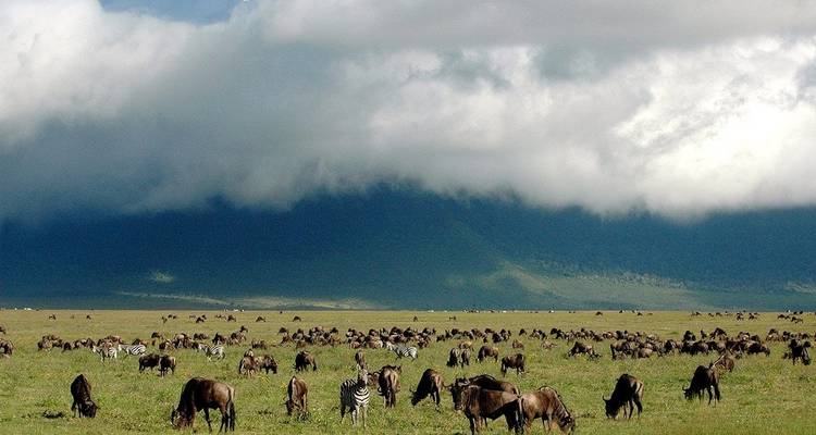 3 Days Ngorongoro,Lake Manyara, Tarangire National Parks - Safari Serengeti Booking 7