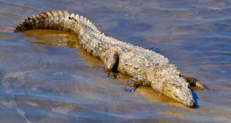 Grote krokodil liggend in het water.