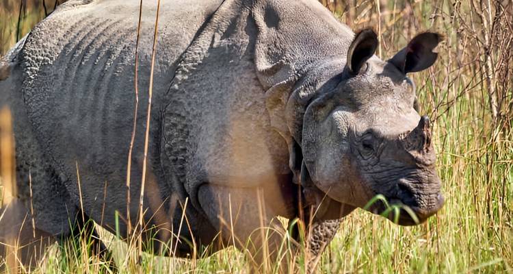 Eenhoornneushoorn die door hoog gras loopt.