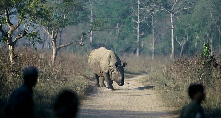 Neushoorn lopend op een zandpad met mensen die van een afstand kijken.