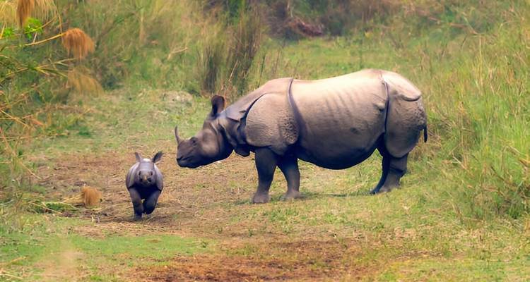 Volwassen en jonge neushoorn lopen samen in een grasrijk gebied.