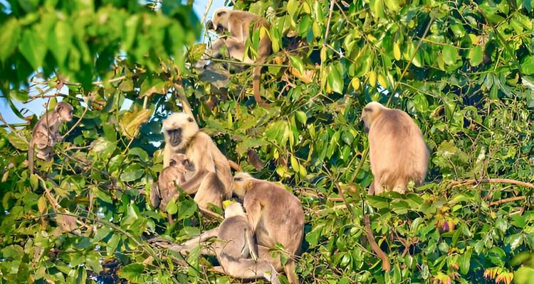 Groep apen verzameld in een boom.