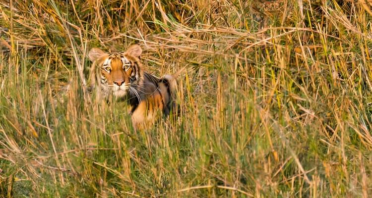 Tijger die door hoog gras tuurt.