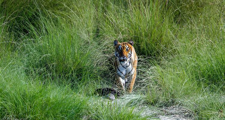 Tijger die in hoog gras staat en naar de camera kijkt.
