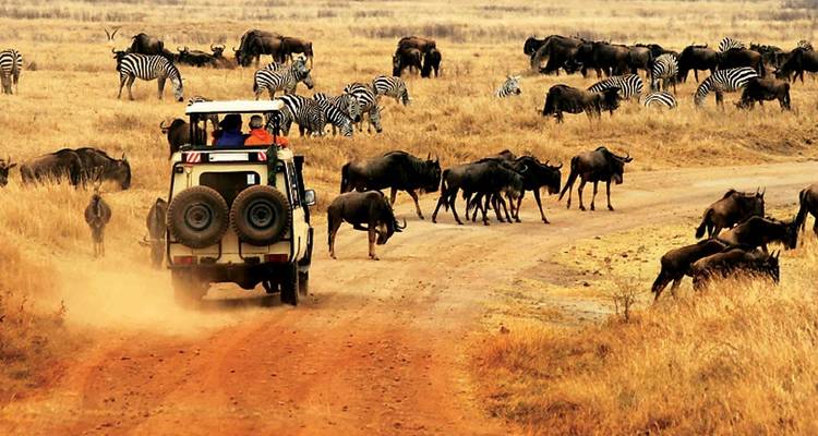 5 Days Joined Group Serengeti, Ngorongoro, Lake Manyara ,Tarangire National Parks - Safari Serengeti Booking 4