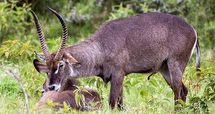6 días de safari en grupo por los Parques Nacionales del Serengeti, Ngorongoro, Lago Manyara y Tarangire - Safari Serengeti Booking 8