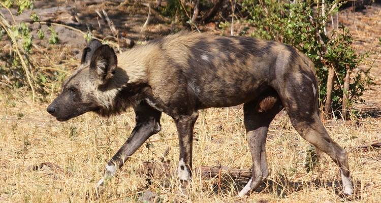 6 días de safari en grupo por los Parques Nacionales del Serengeti, Ngorongoro, Lago Manyara y Tarangire - Safari Serengeti Booking 9