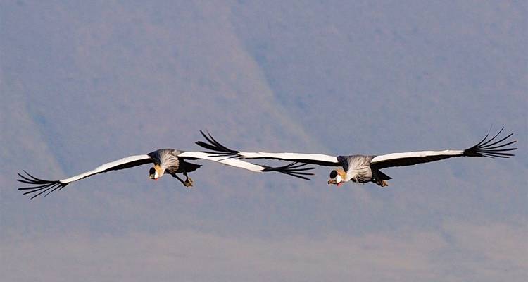 3 Days Private Safari in Ngorongoro, Lake Manyara and Tarangire - Safari Serengeti Booking 1