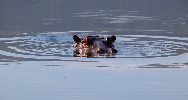 3 Days Private Safari in Ngorongoro, Lake Manyara and Tarangire - Safari Serengeti Booking 8