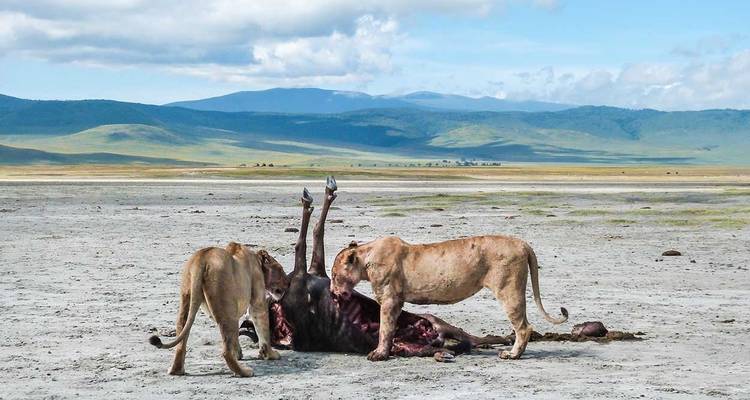 3 Days Private Safari in Ngorongoro, Lake Manyara and Tarangire - Safari Serengeti Booking 2