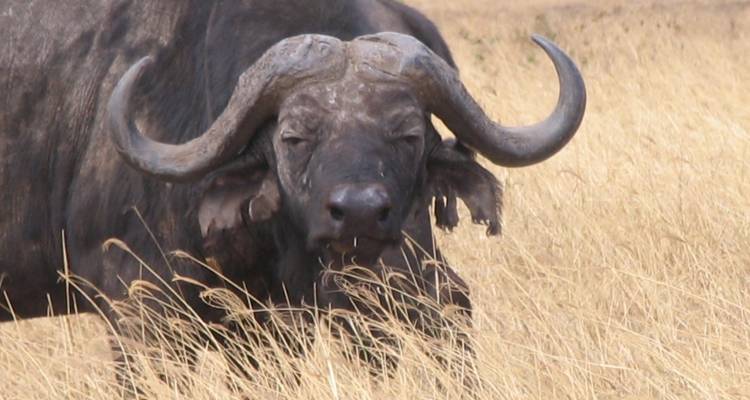 3 Days Private Safari in Ngorongoro, Lake Manyara and Tarangire - Safari Serengeti Booking 6