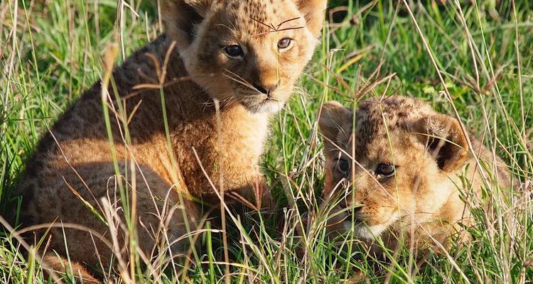 3 Days Private Safari in Ngorongoro, Lake Manyara and Tarangire - Safari Serengeti Booking 7