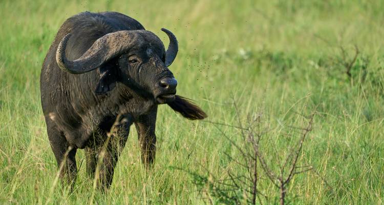5 días viviendo entre leones - Alta gama - Muraa African Safaris 1