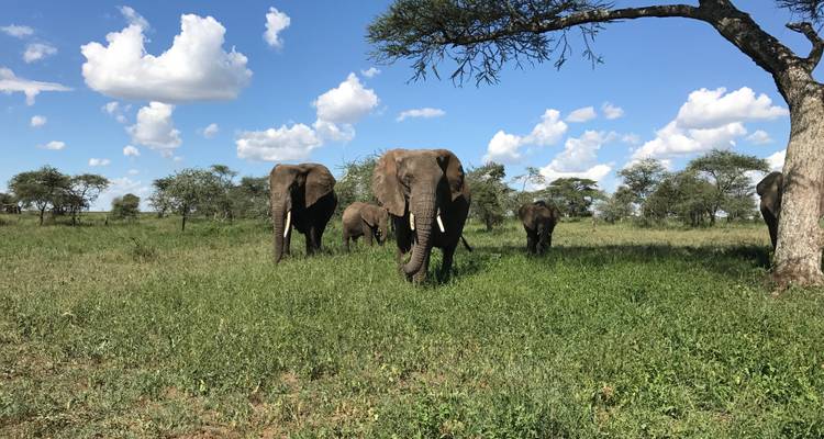 5 días viviendo entre leones - Alta gama - Muraa African Safaris 2