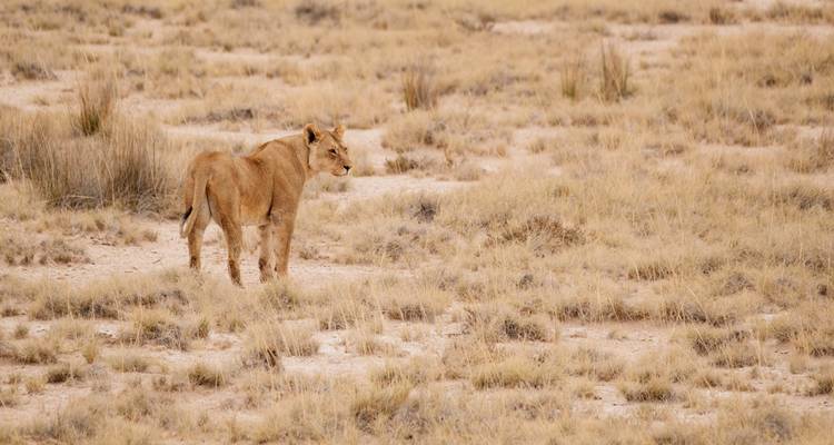 5 días viviendo entre leones - Alta gama - Muraa African Safaris 4