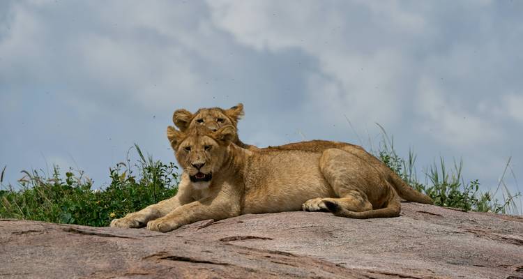 5 días viviendo entre leones - Alta gama - Muraa African Safaris 6