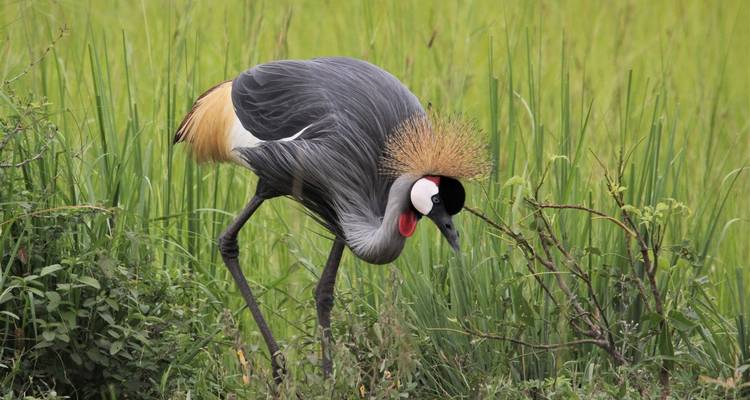 Safari por la fauna de las cataratas Murchison 3 días/2 noches (Comfort Plus) - Across Africa Tours & Travel 8