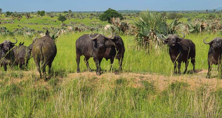 Safari por la fauna de las cataratas Murchison 3 días/2 noches (Comfort Plus) - Across Africa Tours & Travel 10