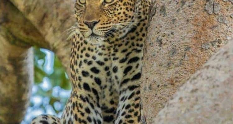 7-Day Journey of the Wildebeest - Luxury - Muraa African Safaris 2