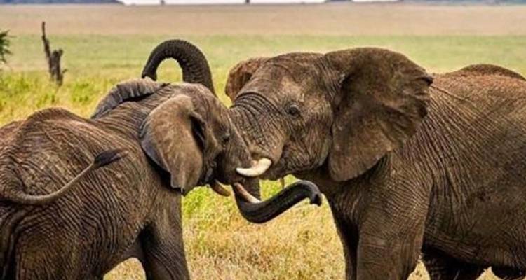 7-Day Journey of the Wildebeest - Luxury - Muraa African Safaris 3