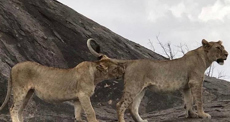 7-Day Journey of the Wildebeest - Luxury - Muraa African Safaris 7