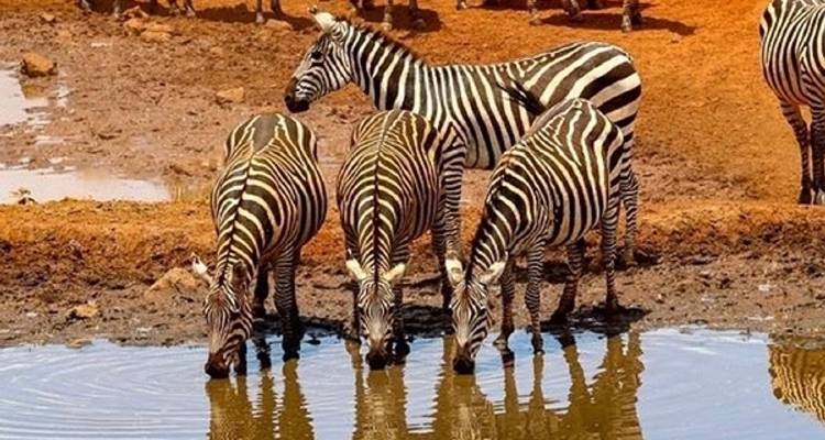 7-Day Journey of the Wildebeest - Luxury - Muraa African Safaris 1