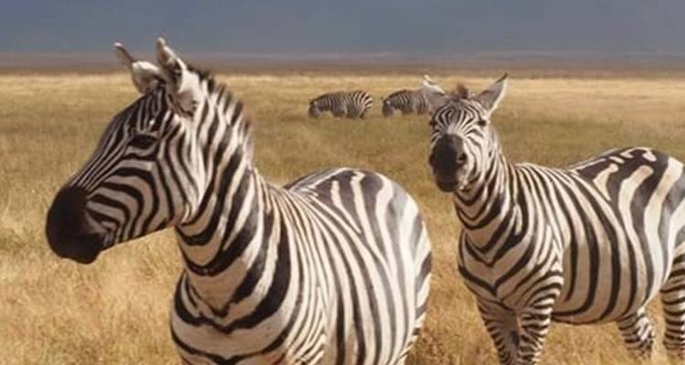 7-Day Journey of the Wildebeest - Luxury - Muraa African Safaris 4